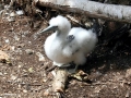 Brown Booby