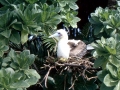 Brown Booby