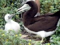 Brown Booby