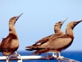 Brown Booby