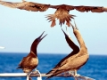 Brown Booby