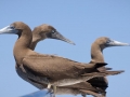 Brown Booby