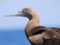 Brown Booby