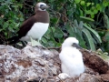 Brown Booby