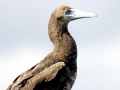 Brown Booby