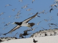 Brown Booby