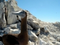 Brown Booby
