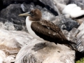 Brown Booby