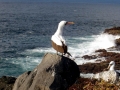 Brown Booby
