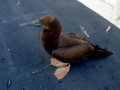 Brown Booby