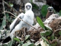Brown Booby