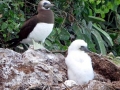 Brown Booby