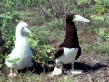 Brown Booby
