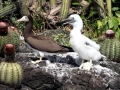 Brown Booby