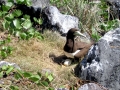 Brown Booby