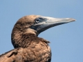 Brown Booby