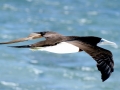 Brown Booby