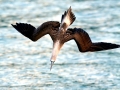 Brown Booby