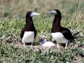Brown Booby