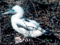 Brown Booby