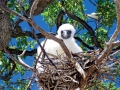 Brown Booby