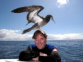 Brown Booby