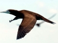 Brown Booby