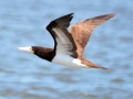 Brown Booby