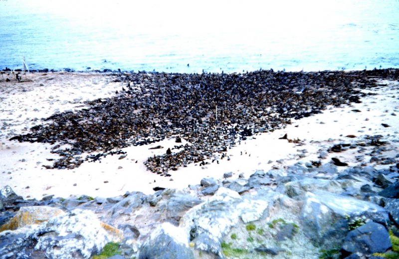 Cape Fur Seal