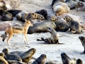 Cape Fur Seal
