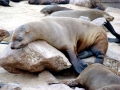 Cape Fur Seal