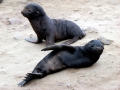 Cape Fur Seal