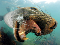 Cape Fur Seal