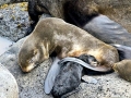 Cape Fur Seal