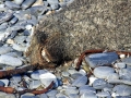 Cape Fur Seal