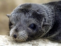 Cape Fur Seal