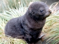 Cape Fur Seal