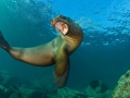 Cape Fur Seal