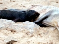 Cape Fur Seal