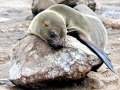 Cape Fur Seal