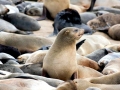 Cape Fur Seal