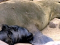 Cape Fur Seal