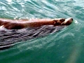 Cape Fur Seal