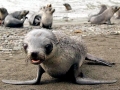Cape Fur Seal