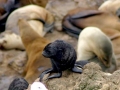 Cape Fur Seal