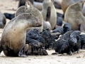 Cape Fur Seal