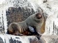 Cape Fur Seal