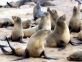Cape Fur Seal