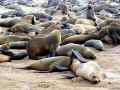 Cape Fur Seal