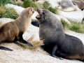 Cape Fur Seal